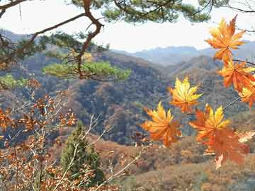 胎停大月份打胎药微信投票通过 马斯克的星舰基地成了一座“真正的”城镇